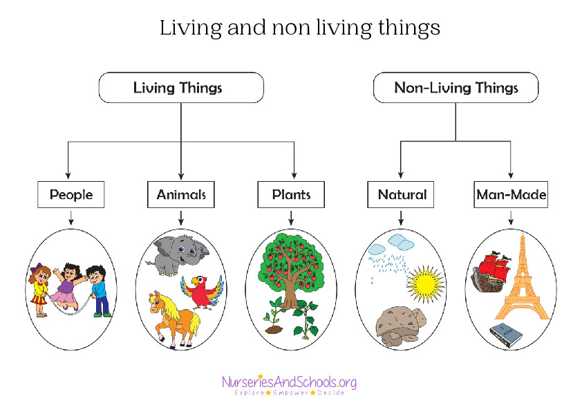 Living and non living things