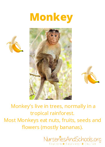 Wild animals habitat and what they eat