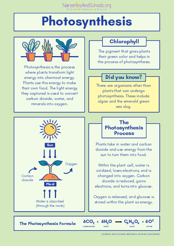 Photosynthesis