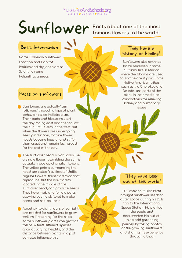 Facts about one of the most famous flowers in the world- Sunflower