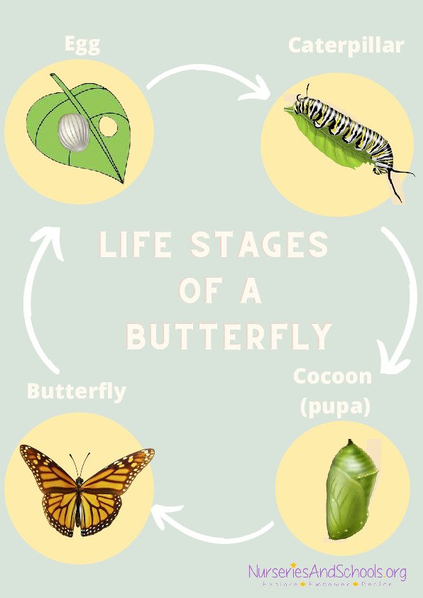 Life stages of a butterfly