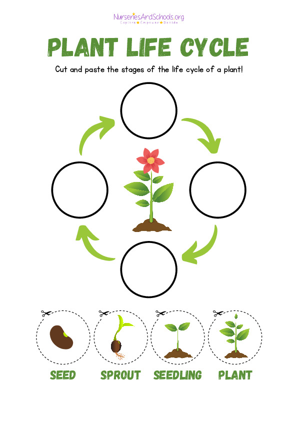 Plant life cycle