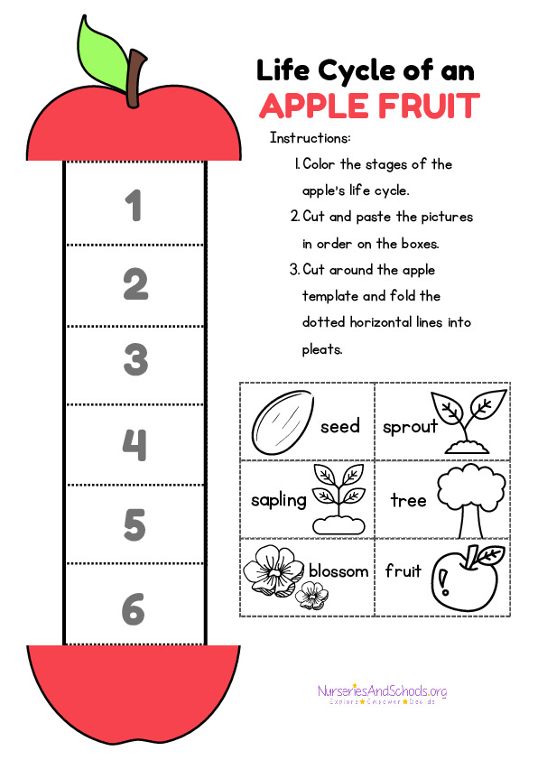 Life cycle of an apple fruit