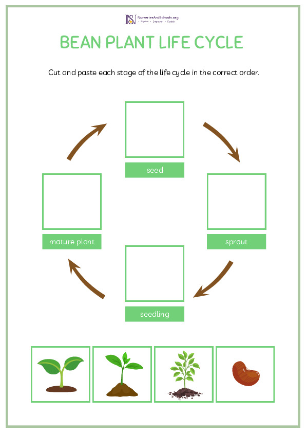 Bean Plant- Life Cycle
