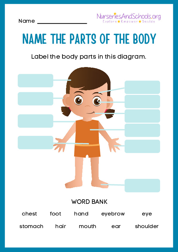 Name the parts of the body worksheet - with answer sheet