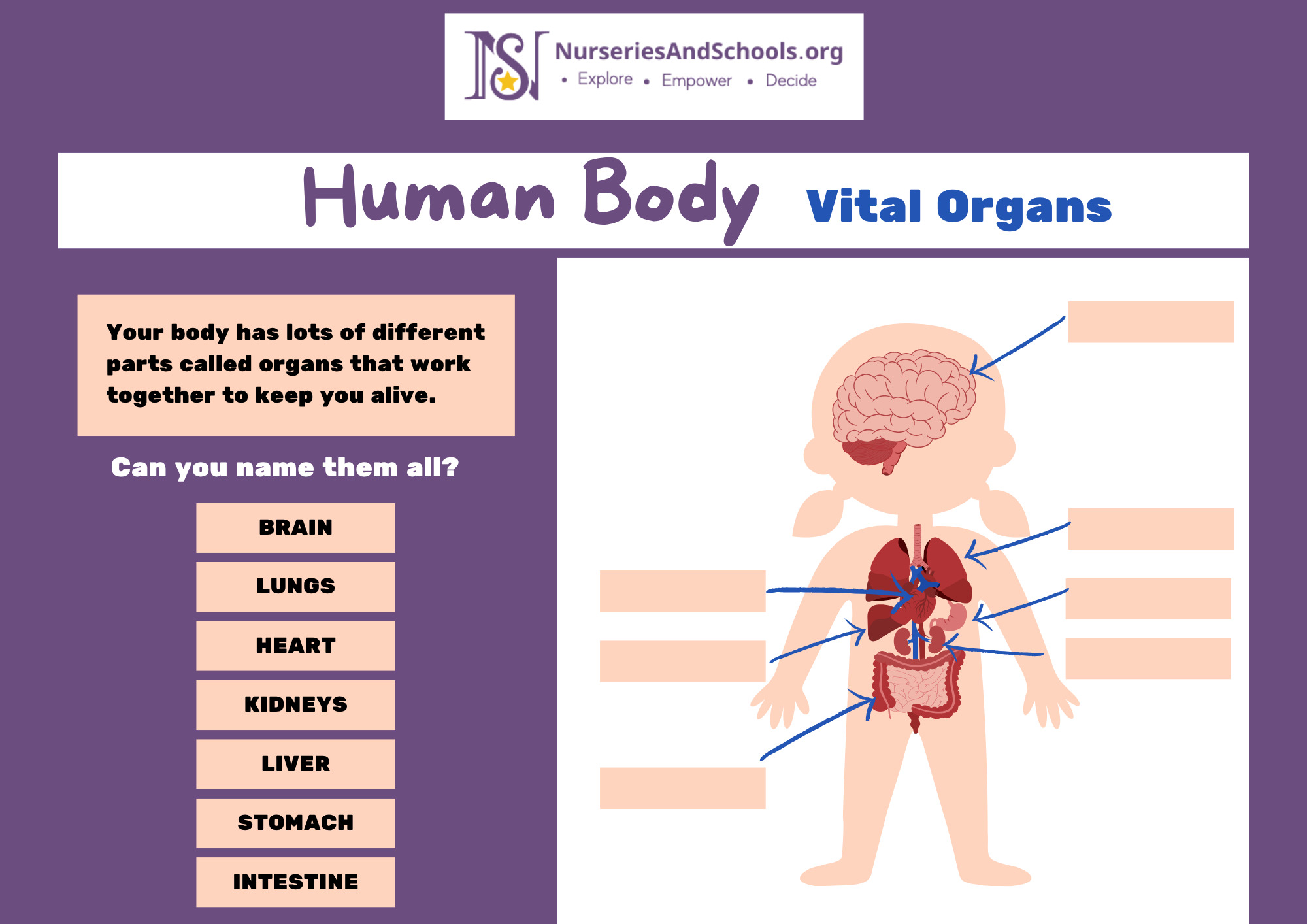 Human Body Vital Organs