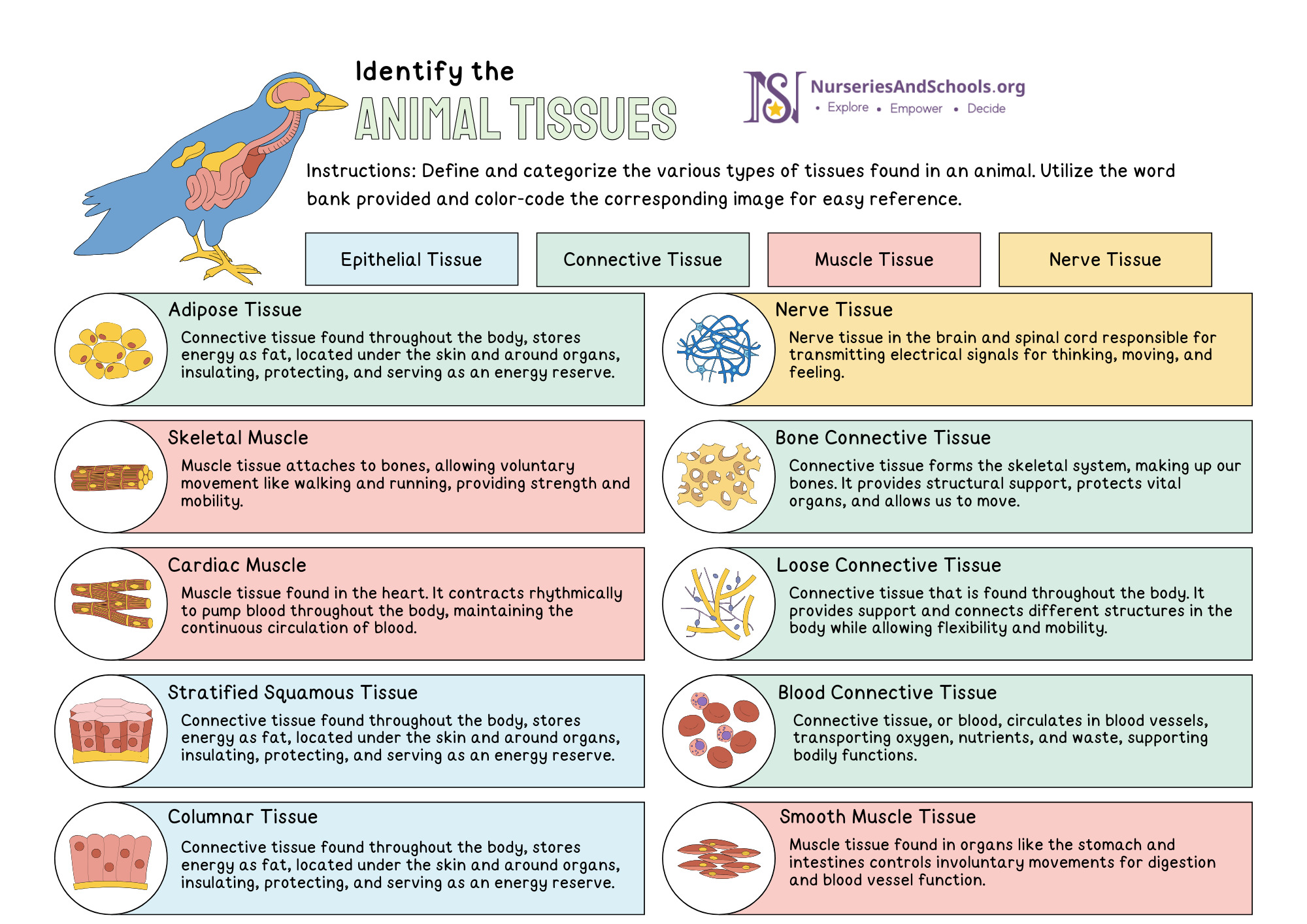 Identify the animal tissues