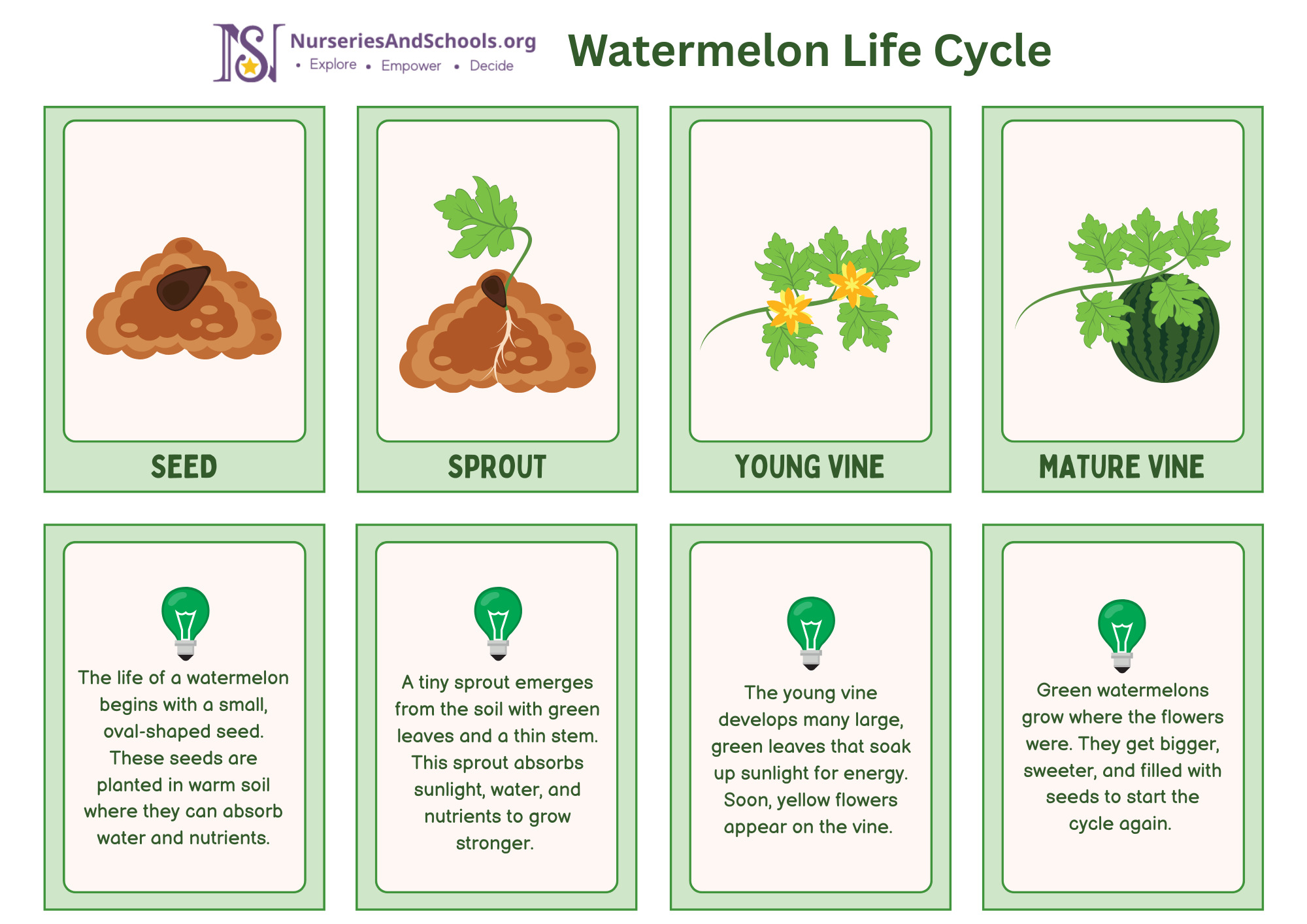 Watermelon Life Cycle
