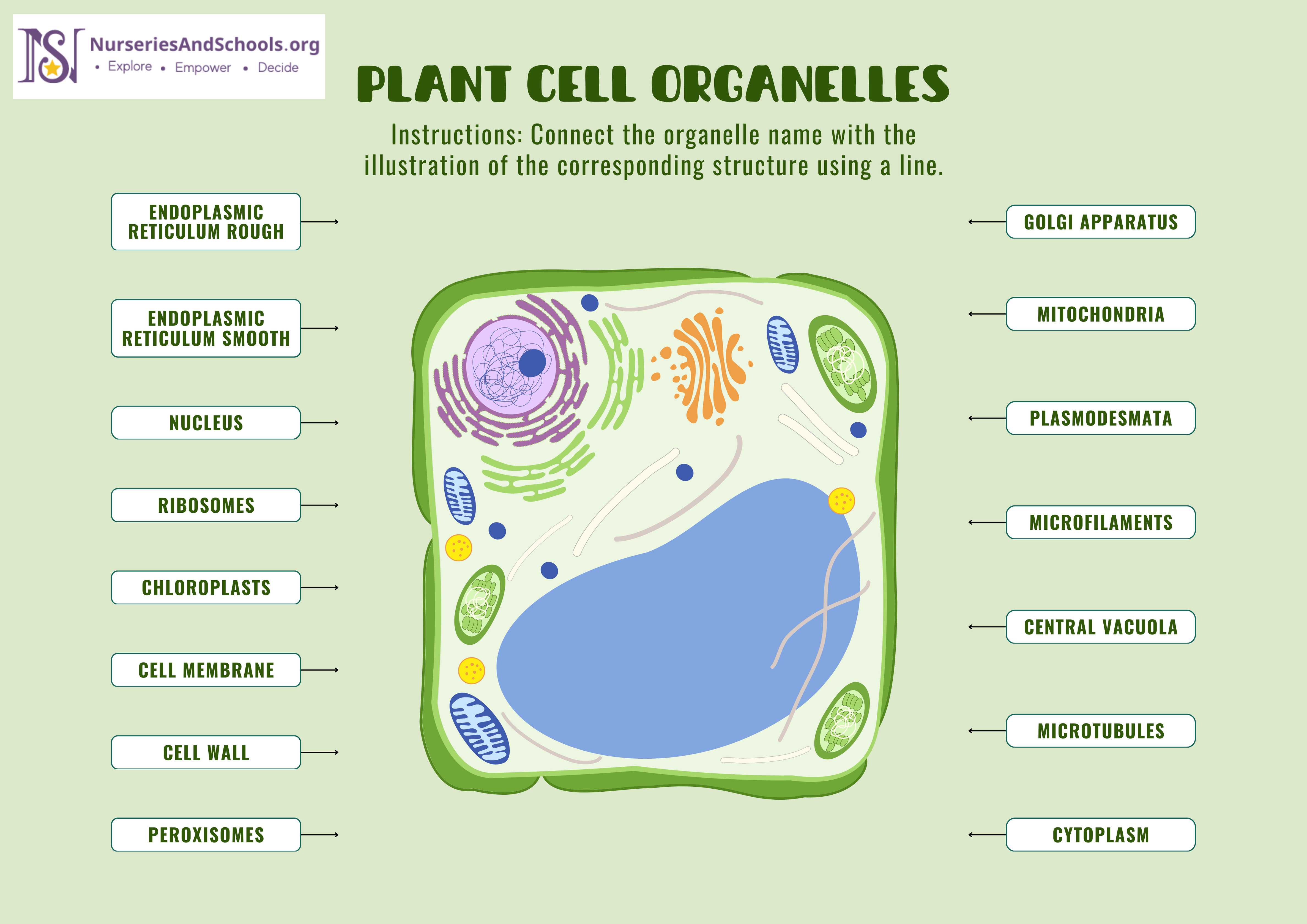 plant cell organelles