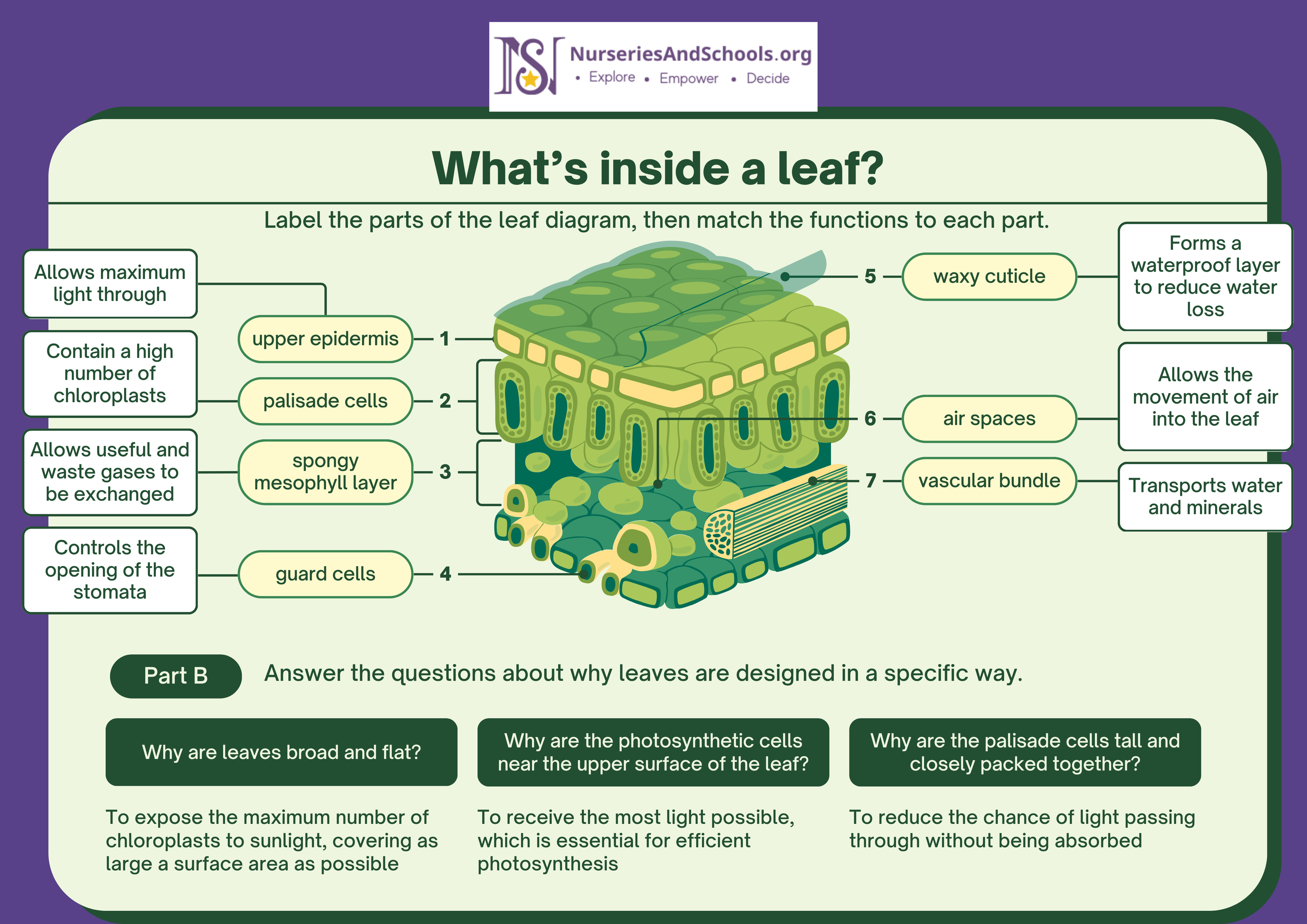 What’s inside a leaf?