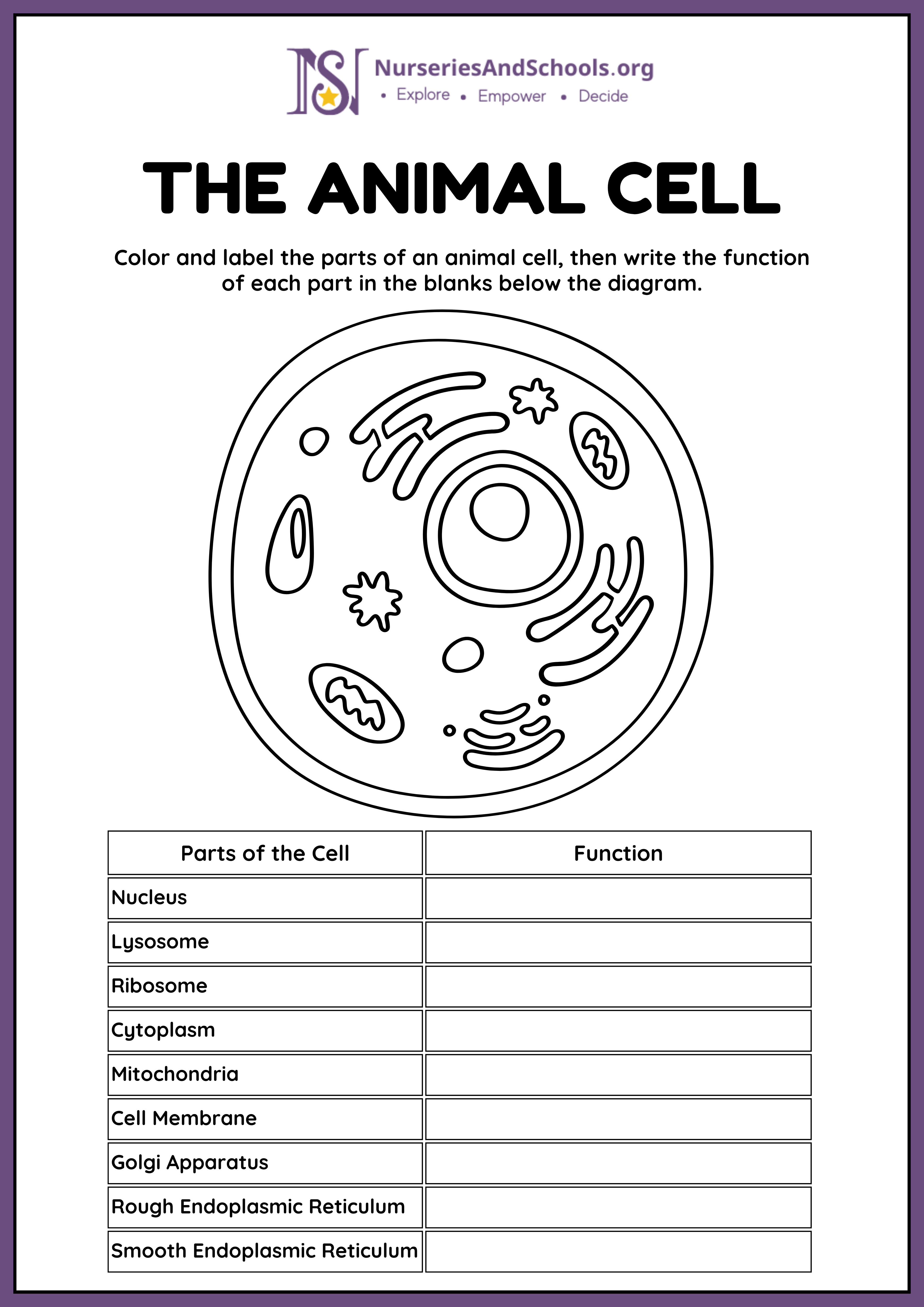 The Animal Cell