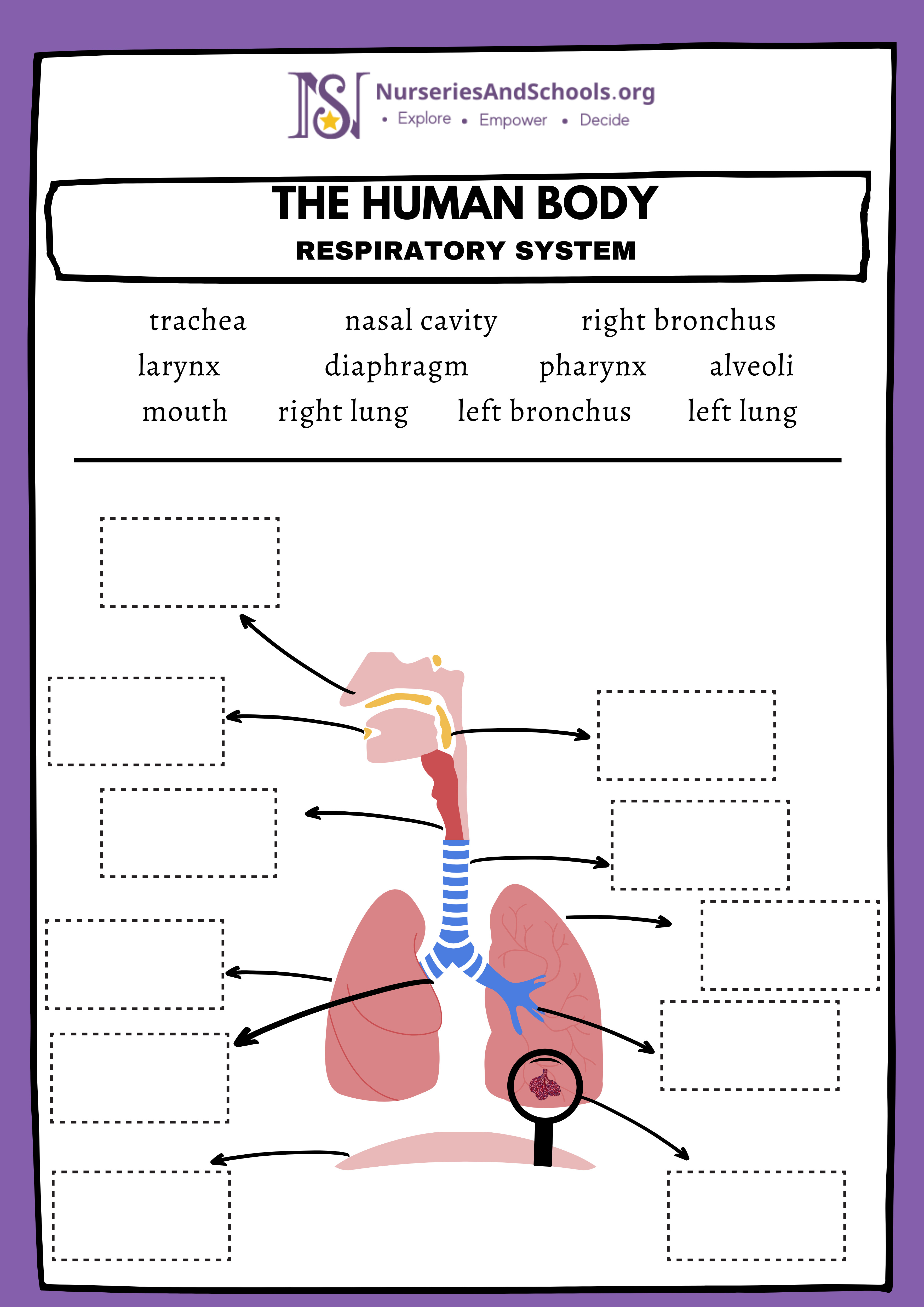 The human body