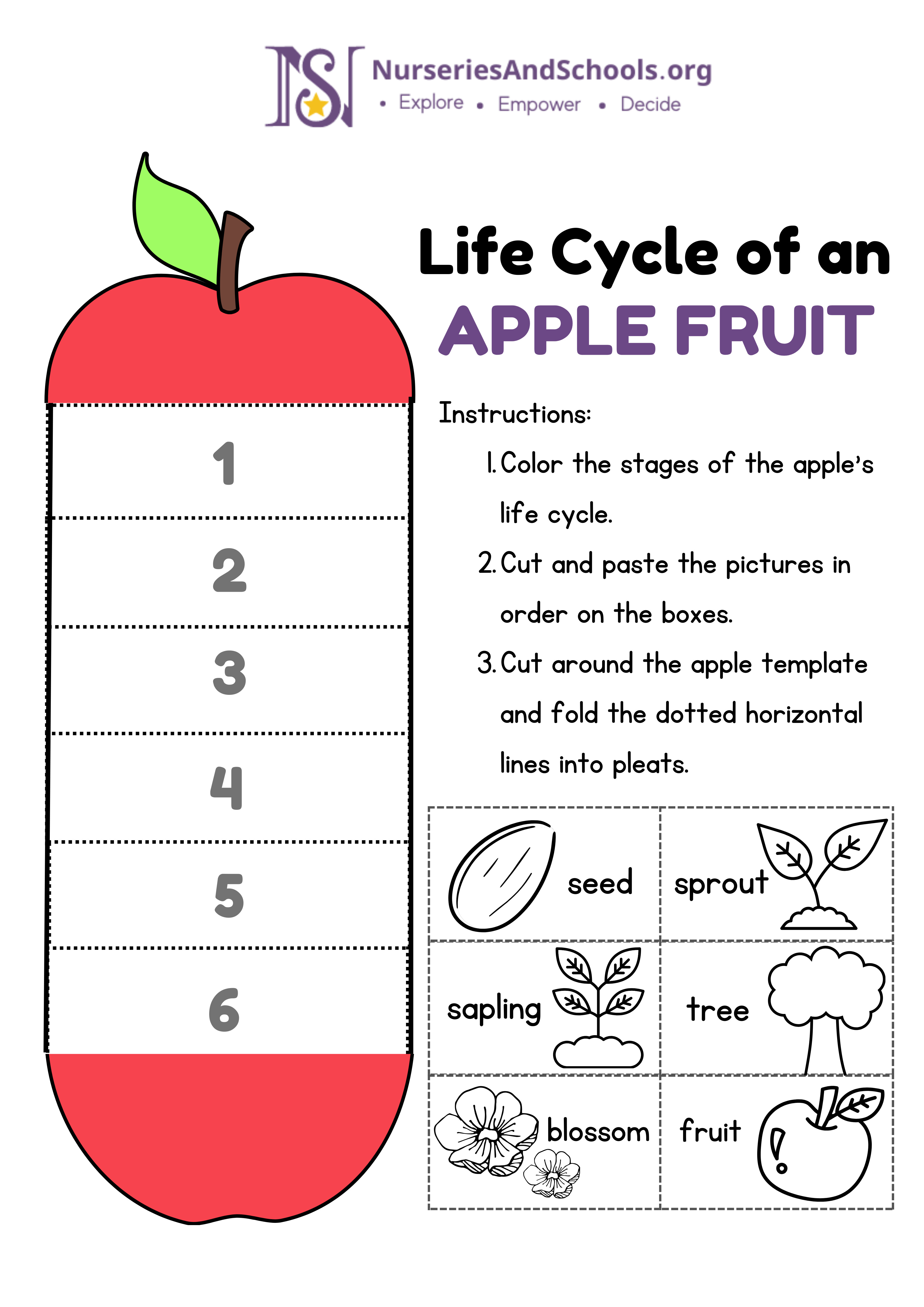 Life Cycle of an Apple