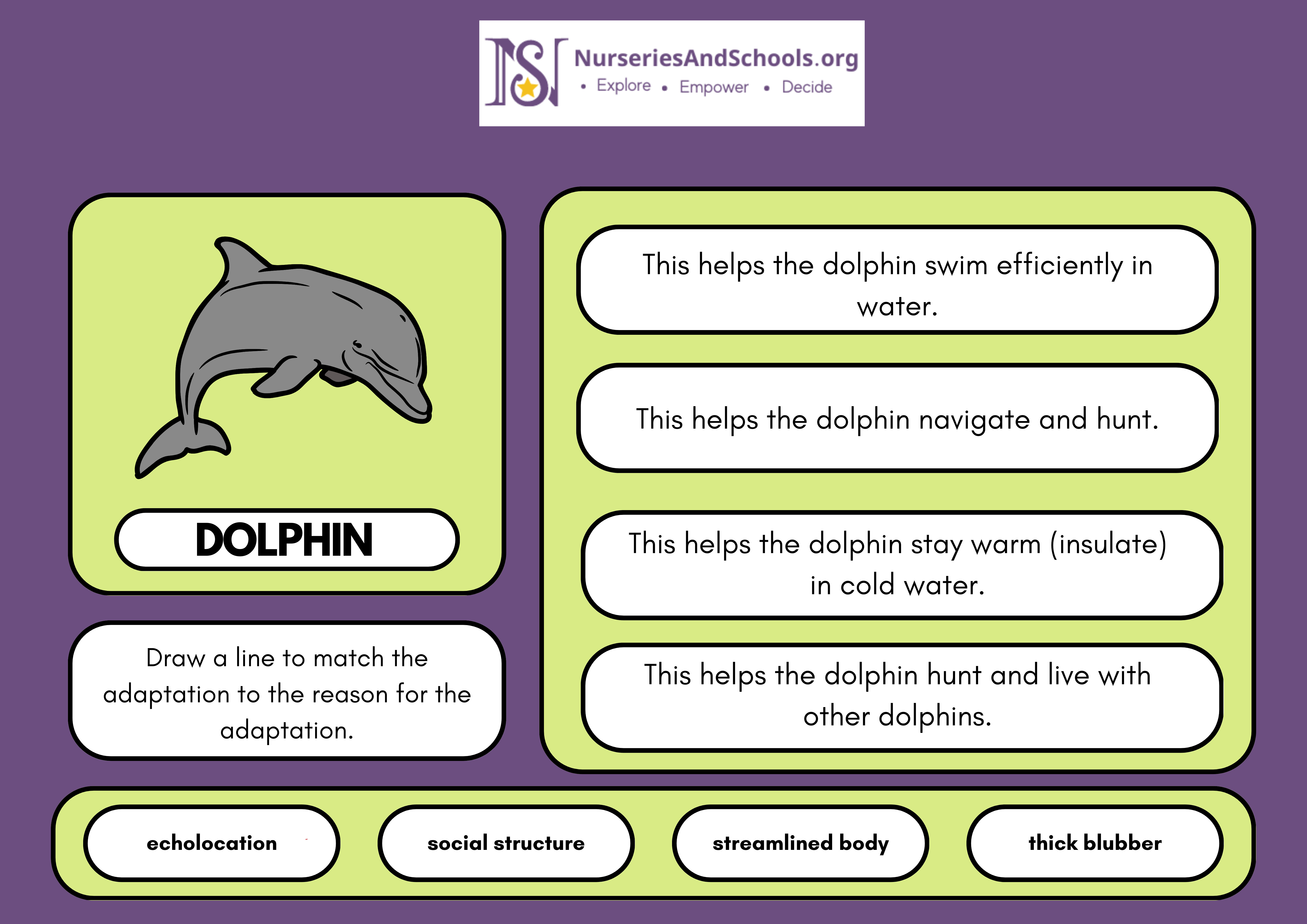 All About Dolphin