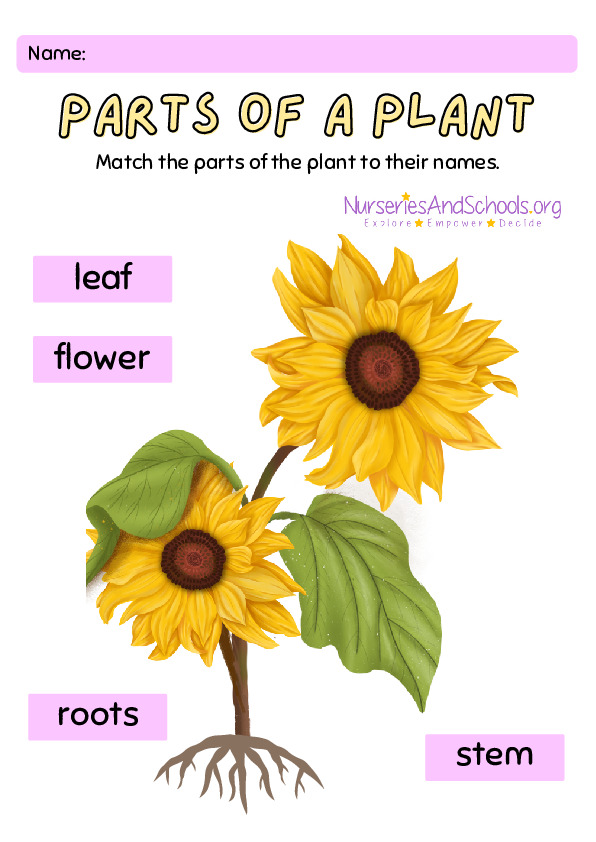 Name the parts of plant worksheet