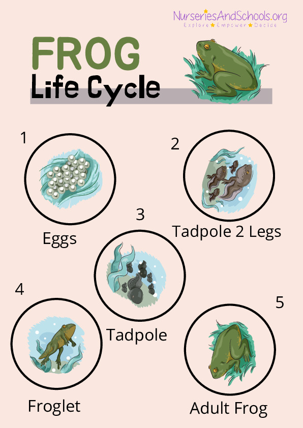 Frog life cycle worksheet