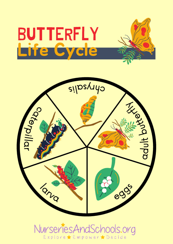 Butterfly Life Cycle worksheet