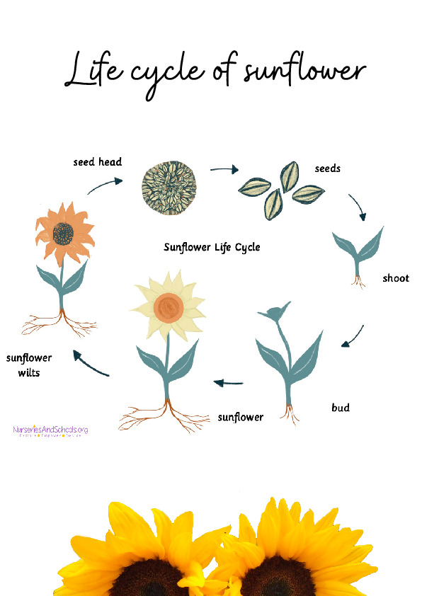 Life cycle of sunflower worksheet