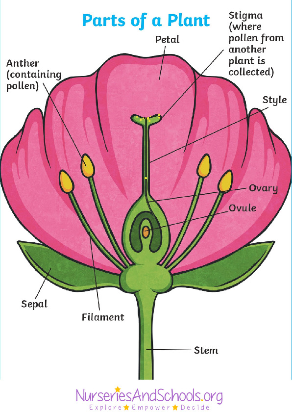 Parts of a plant - KS2 worksheet