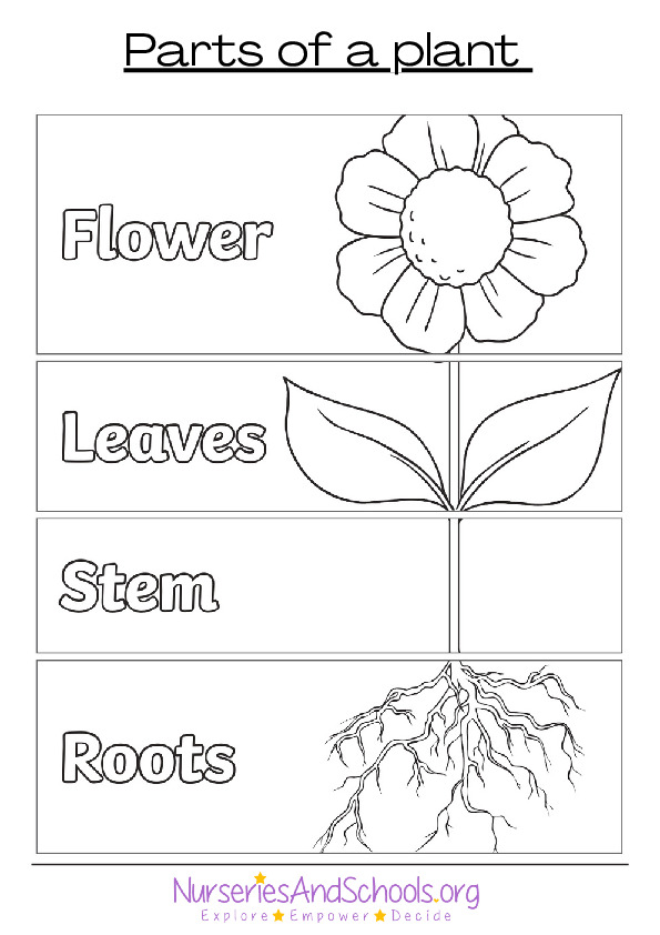 Parts of a plant