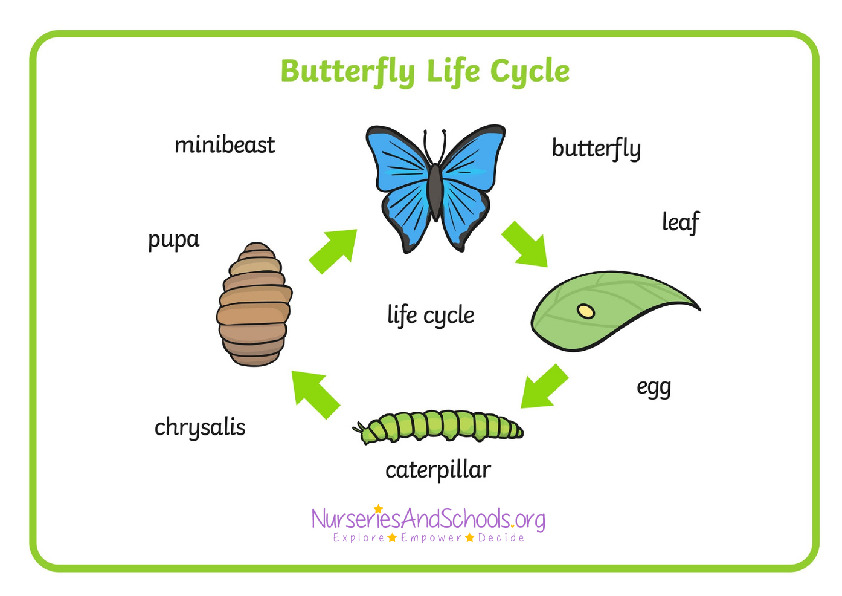 Butterfly life cycle