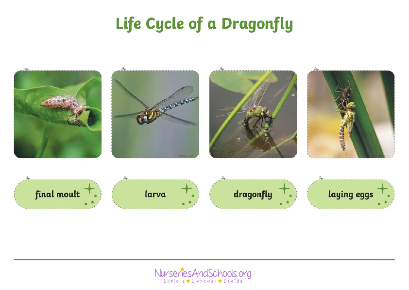 Life cycle of a dragonfly