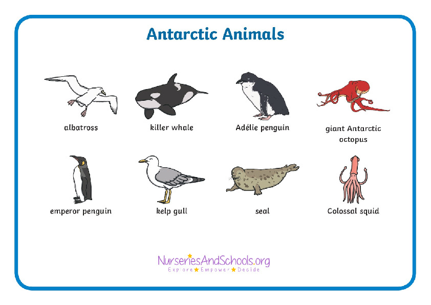 Antarctic animals