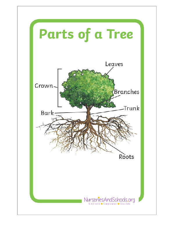 Parts of a tree