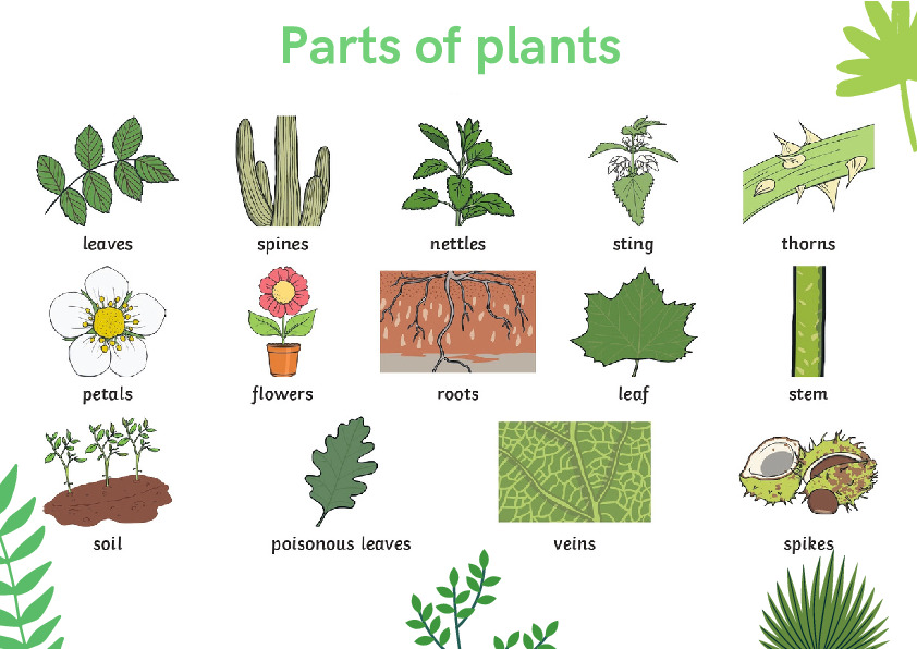 Parts of plants - understanding the world