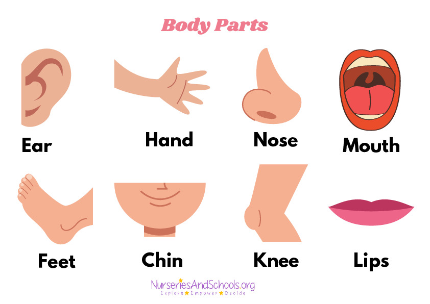 Body parts - Reception personal development