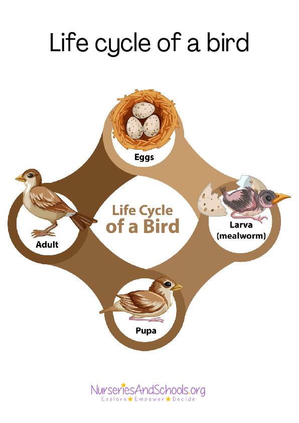 Life cycle of a bird