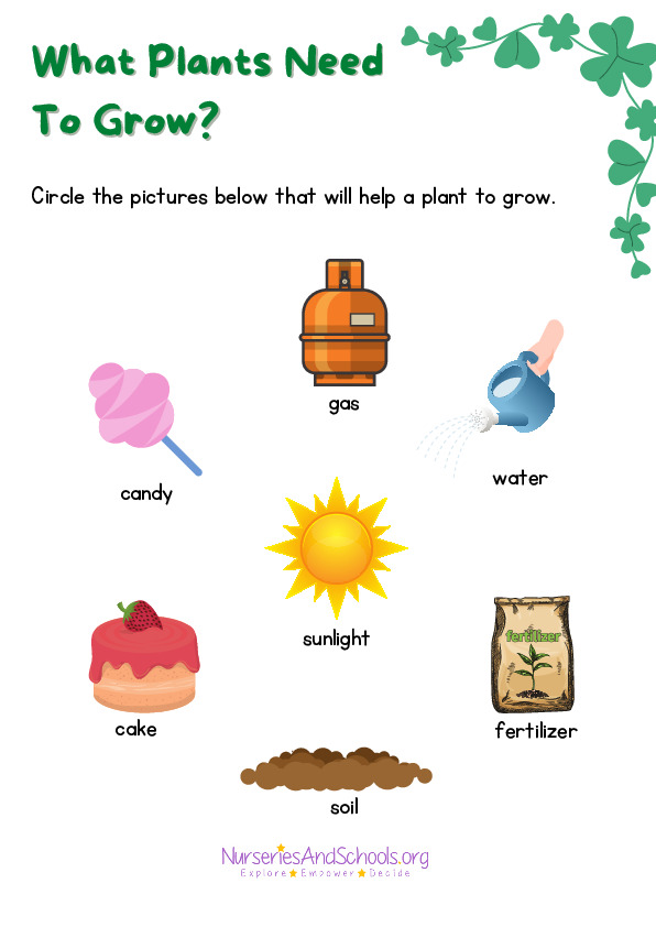What Plants Need  To Grow?