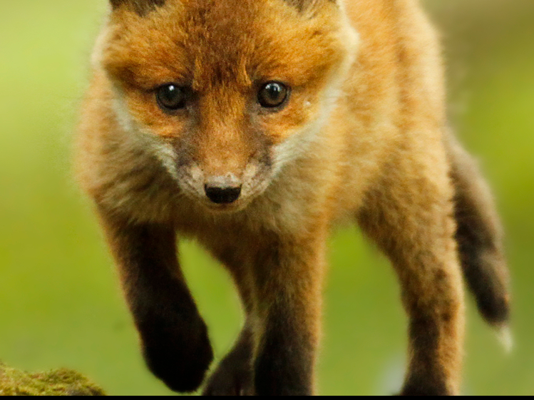 Spring Animals Day Camp - Nature Discovery Centre