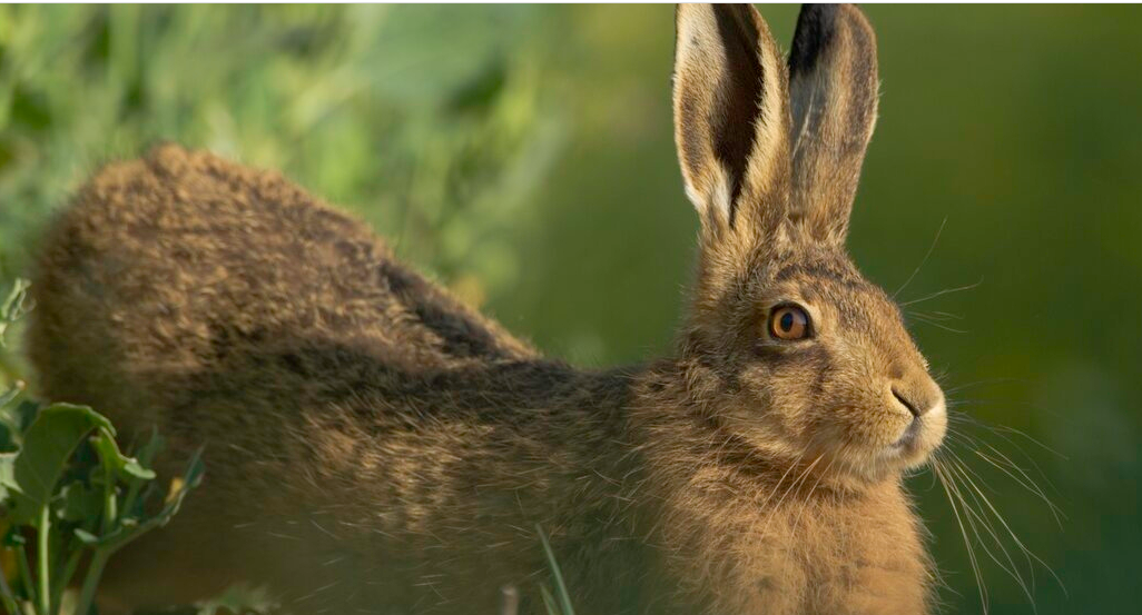 The Alternative 'Easter Bunny' Day Camp Woolley Firs
