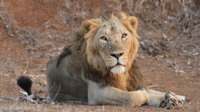 Land of the Lions