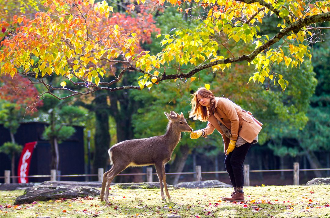 Animal & Wildlife Parks