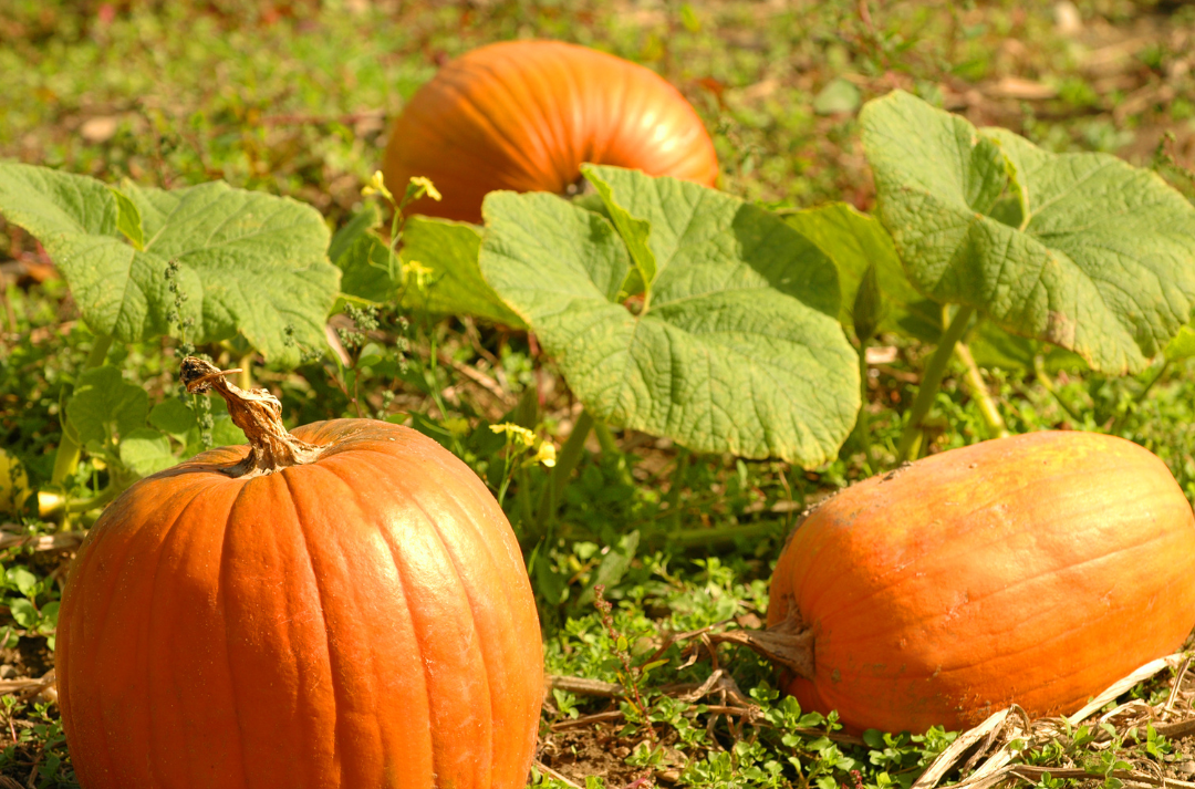 Pumpkin Patches